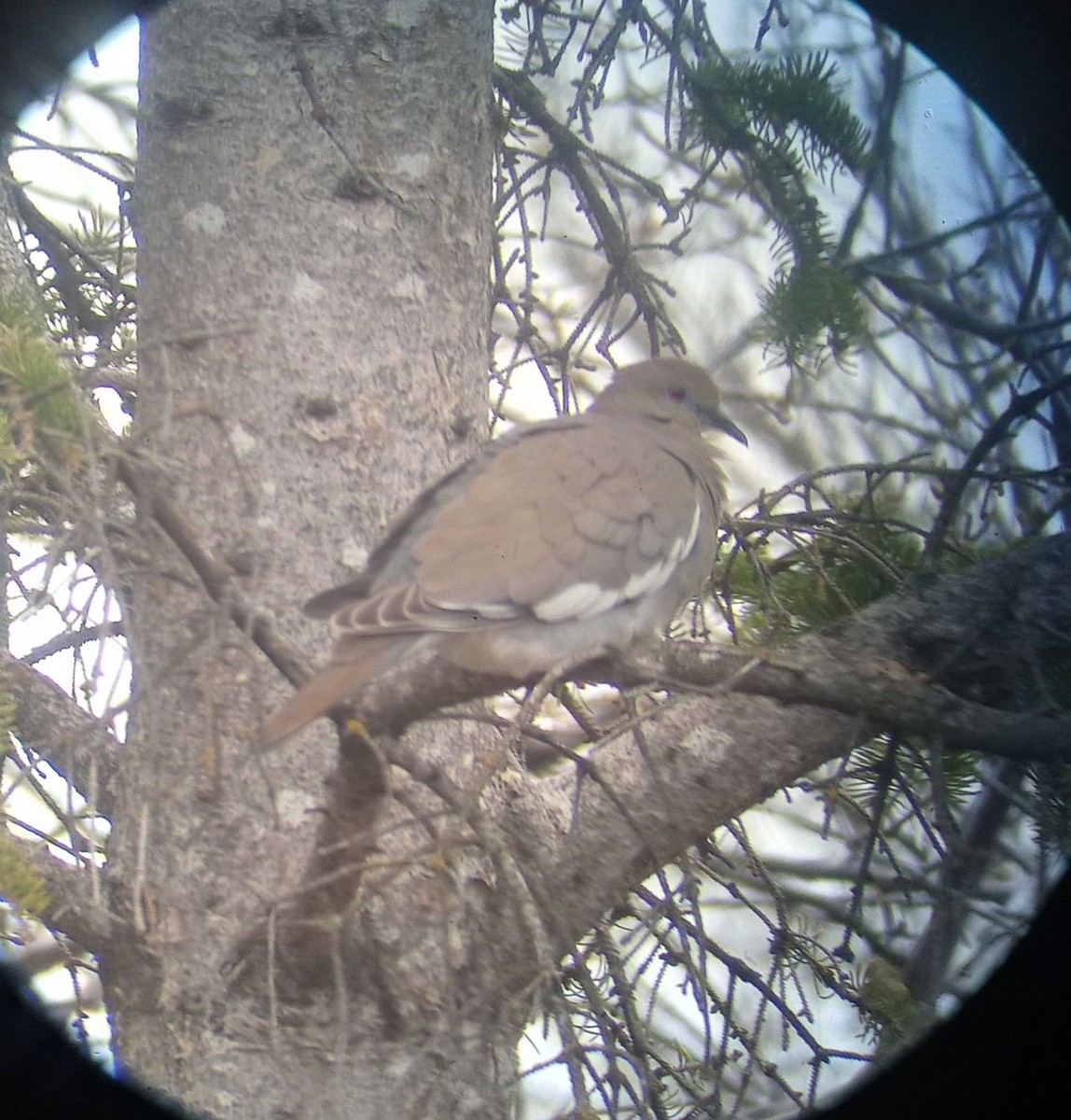 White-winged Dove - ML446035211