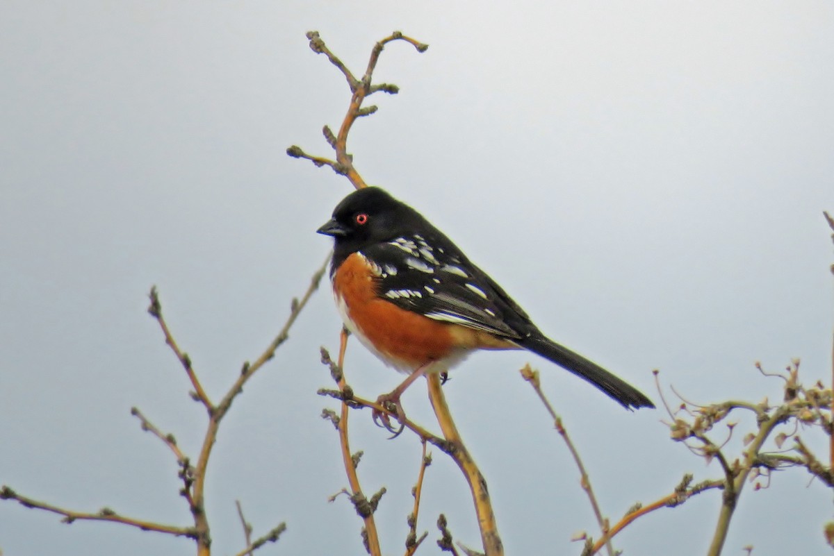 Spotted Towhee - Kimberly Dawn