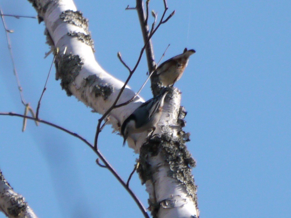 White-breasted Nuthatch - ML446036821