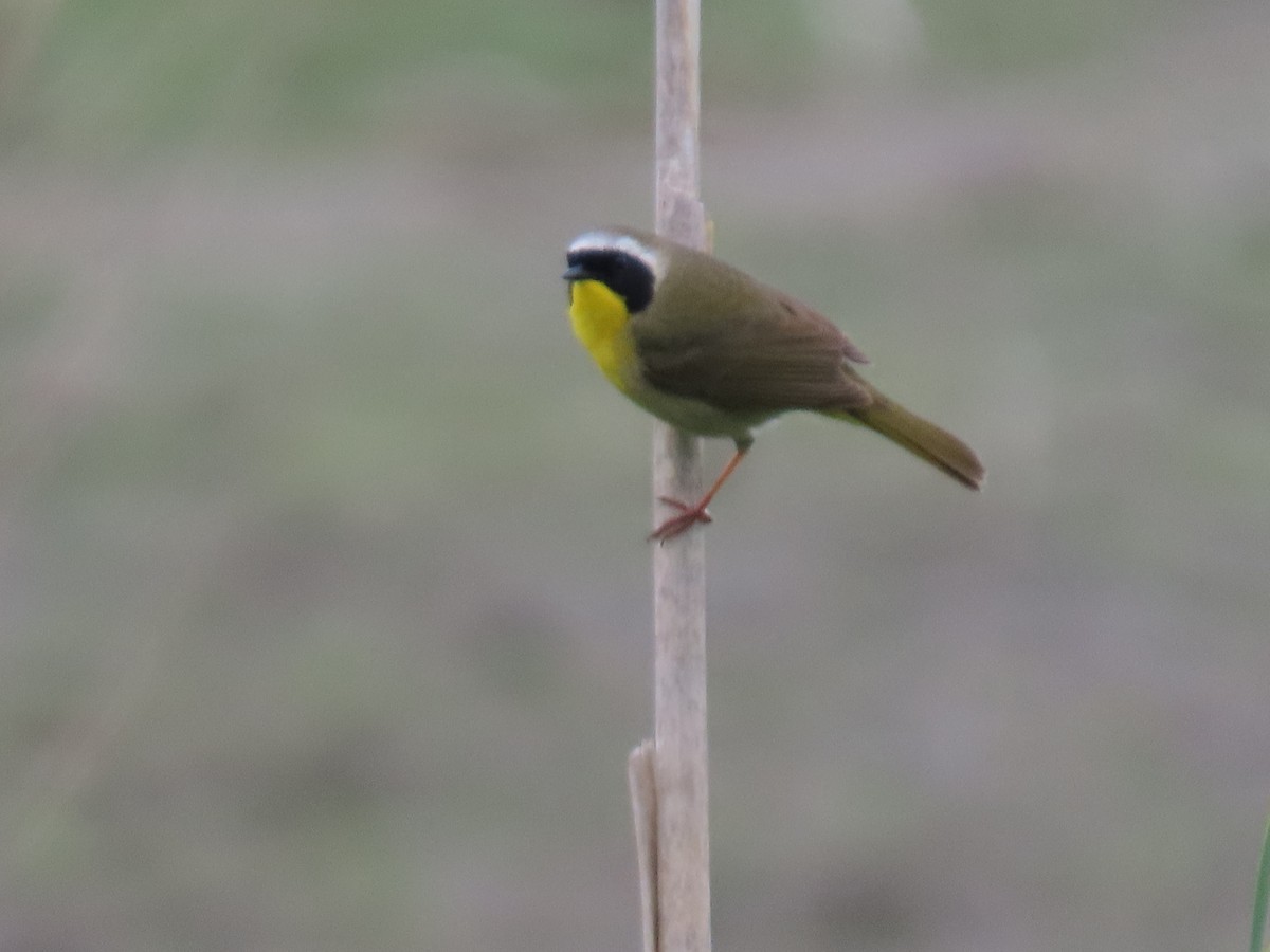 Common Yellowthroat - ML446037791