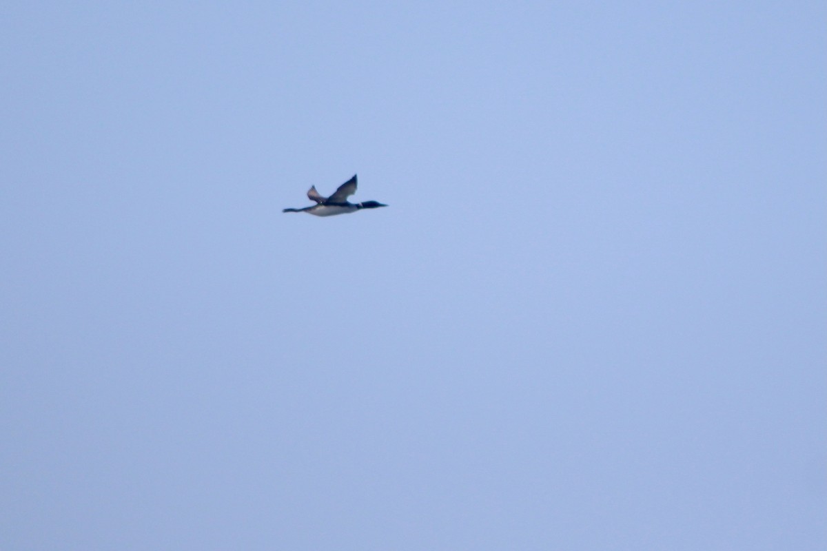 Common Loon - ML446038501
