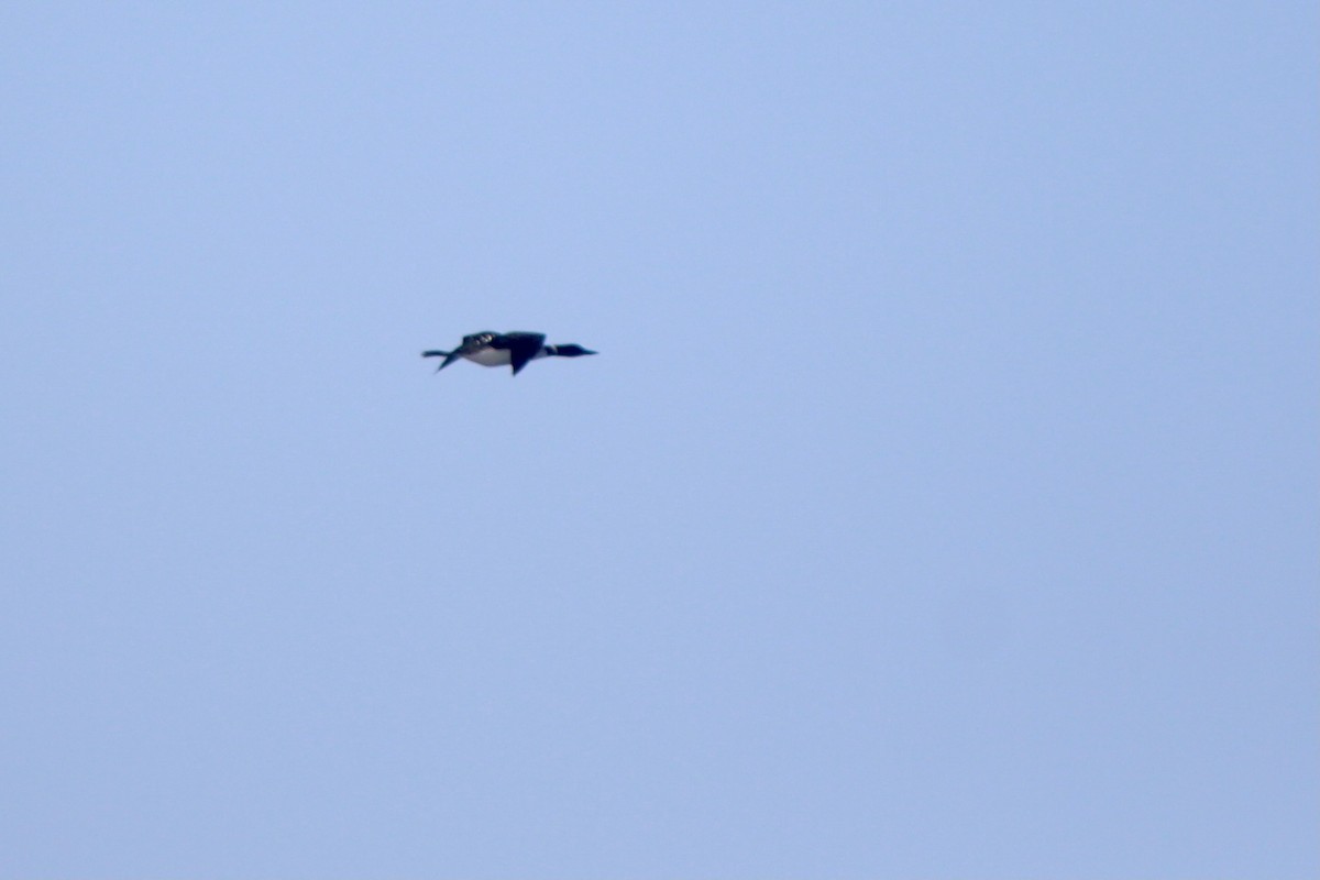Common Loon - ML446038511