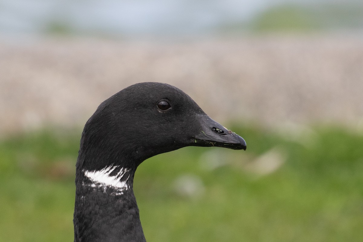 Brant (Atlantic) - ML446039041