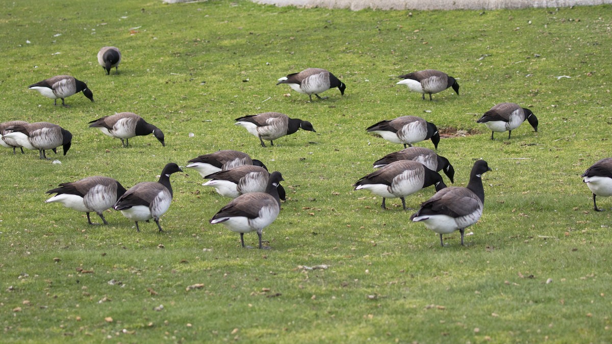 Brant (Atlantic) - ML446039141