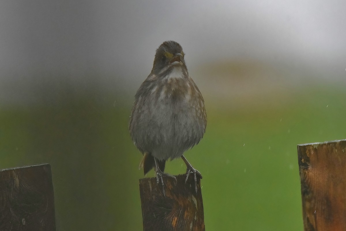 Seaside Sparrow - ML446039851