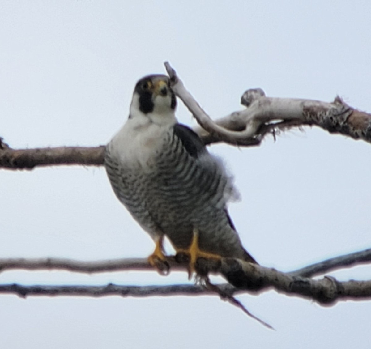 Peregrine Falcon - ML446041291