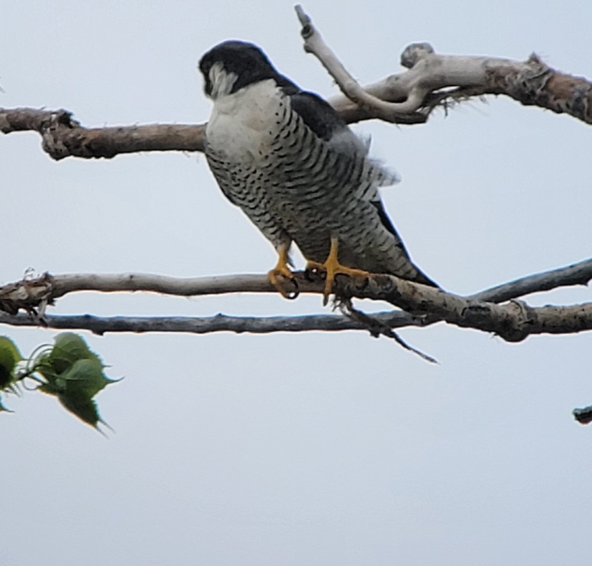 Peregrine Falcon - ML446041301