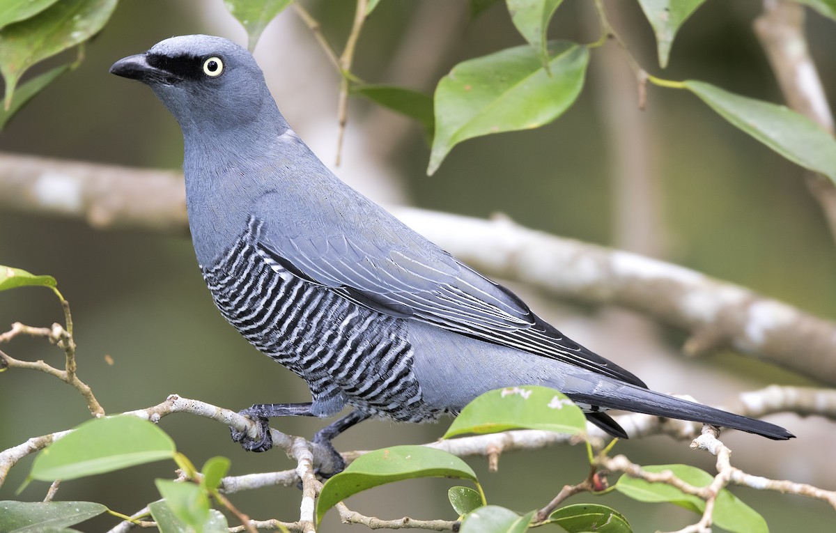 Barred Cuckooshrike - Mark Chappell