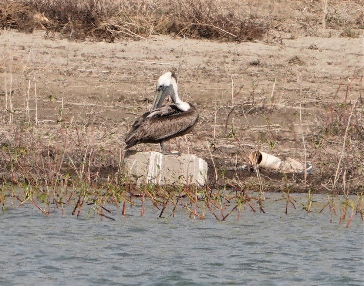 Brown Pelican - Debra Nord