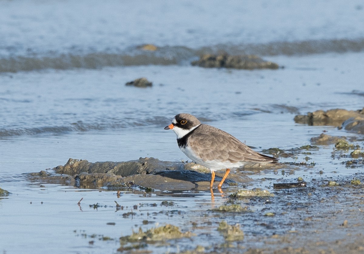 Semipalmated Plover - ML446045331