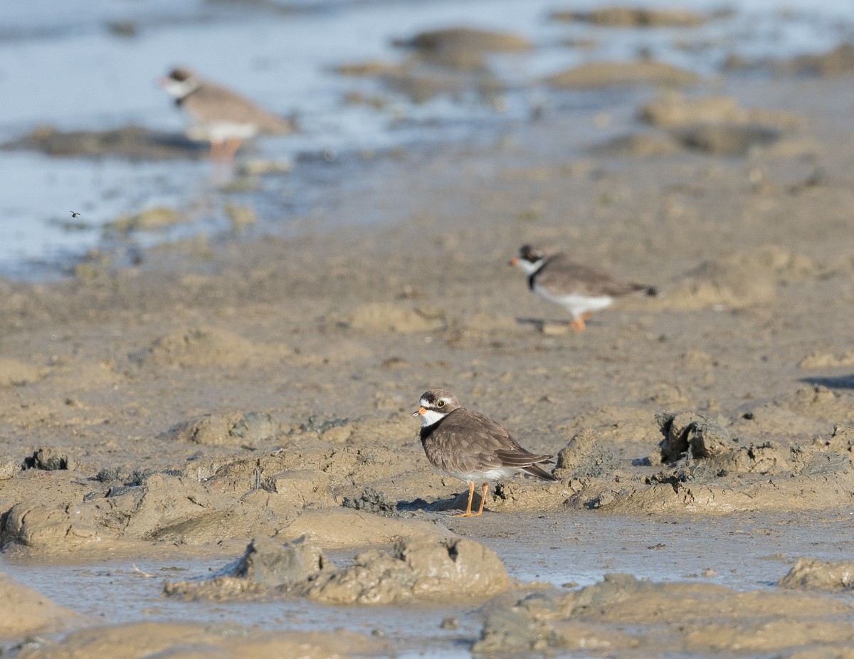 Semipalmated Plover - ML446045341