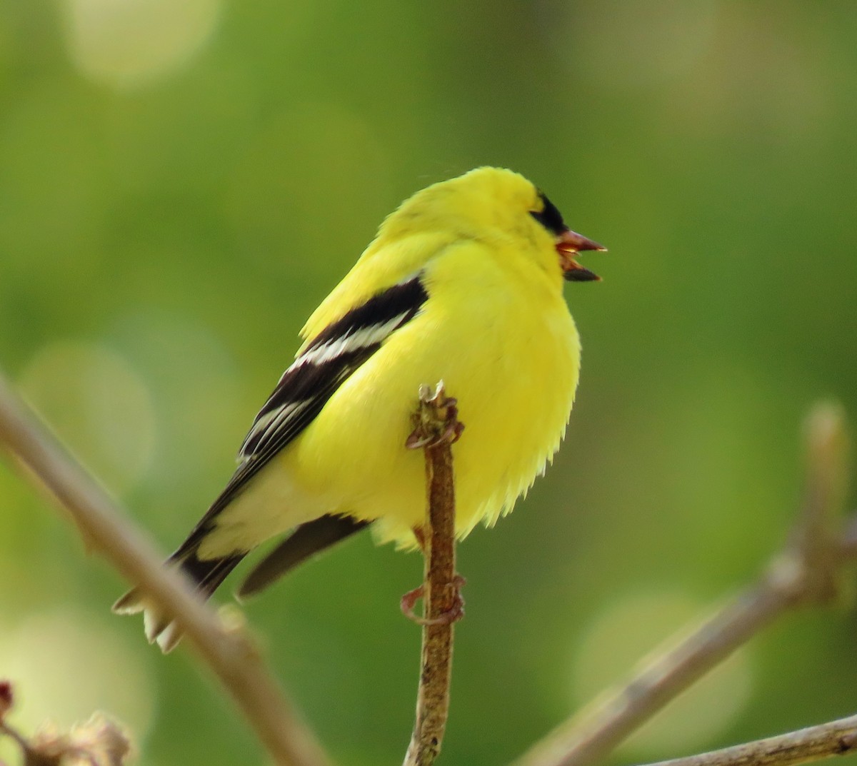 American Goldfinch - ML446047121