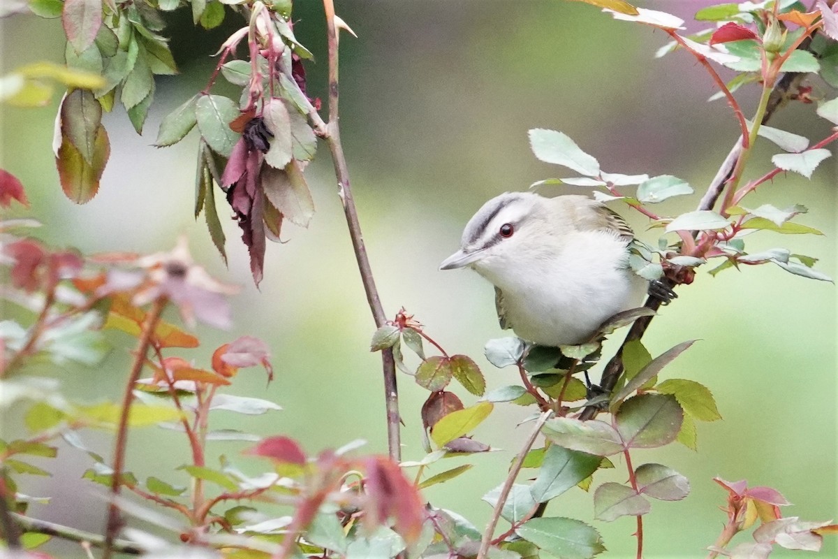 Red-eyed Vireo - Thane Dinsdale