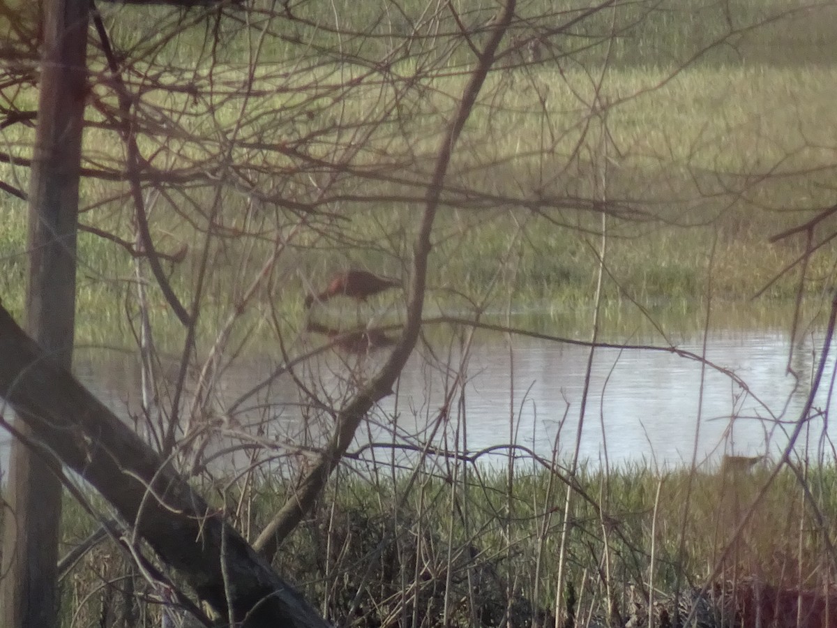 Glossy Ibis - ML446047981