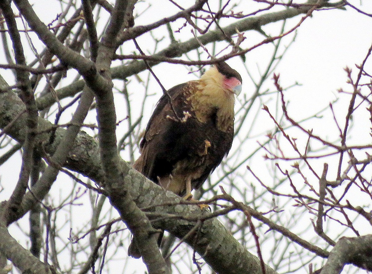 Crested Caracara (Northern) - ML44604891
