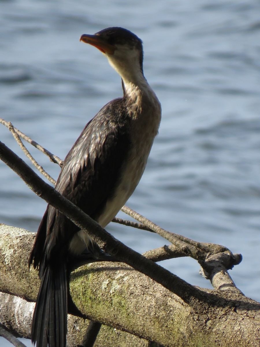 Little Pied Cormorant - Rodney Macready