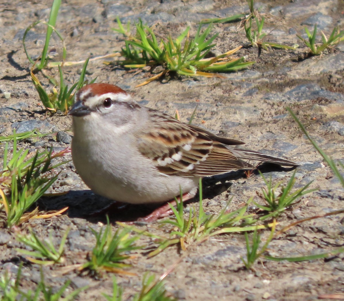 Chipping Sparrow - ML446050621