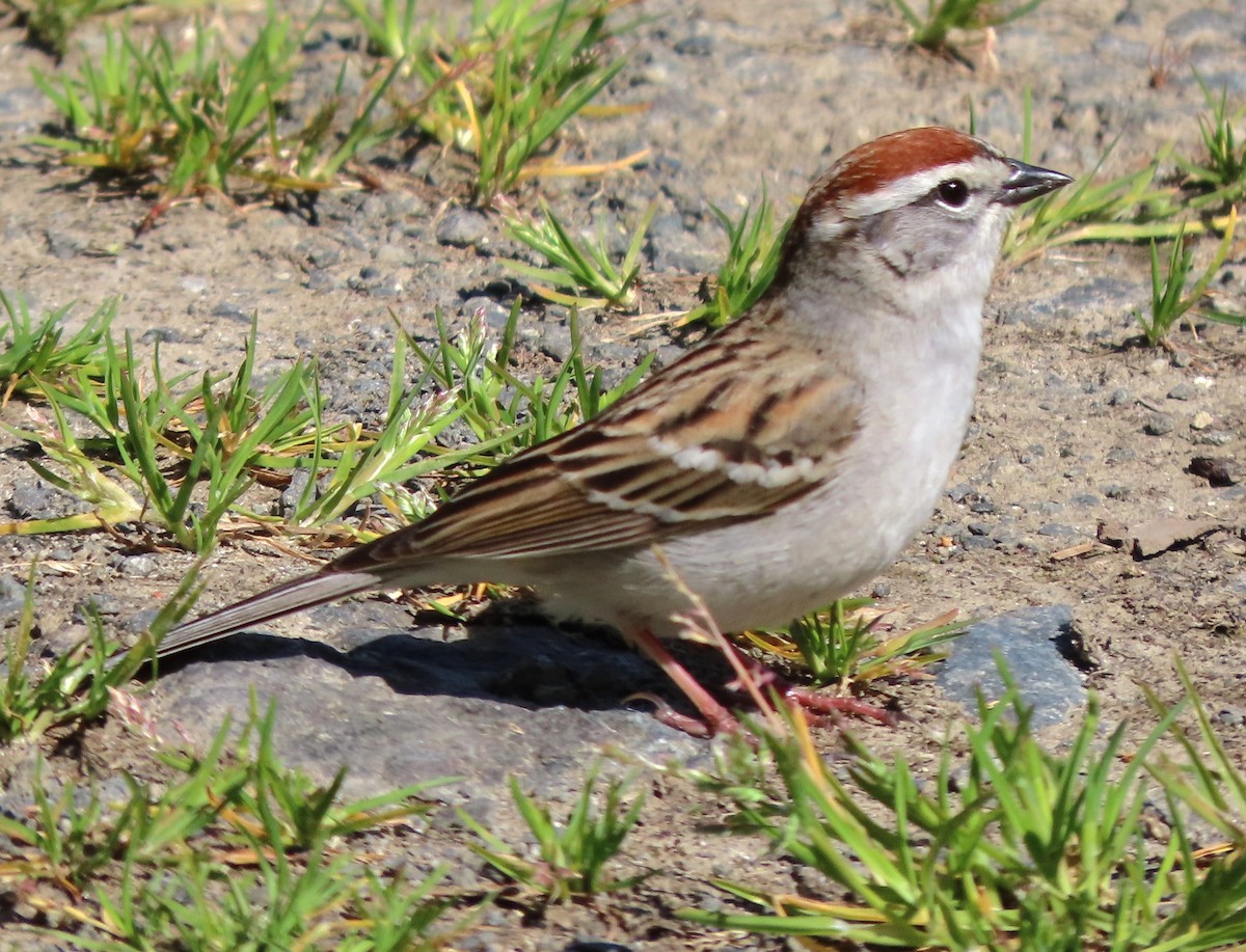 Chipping Sparrow - ML446050781