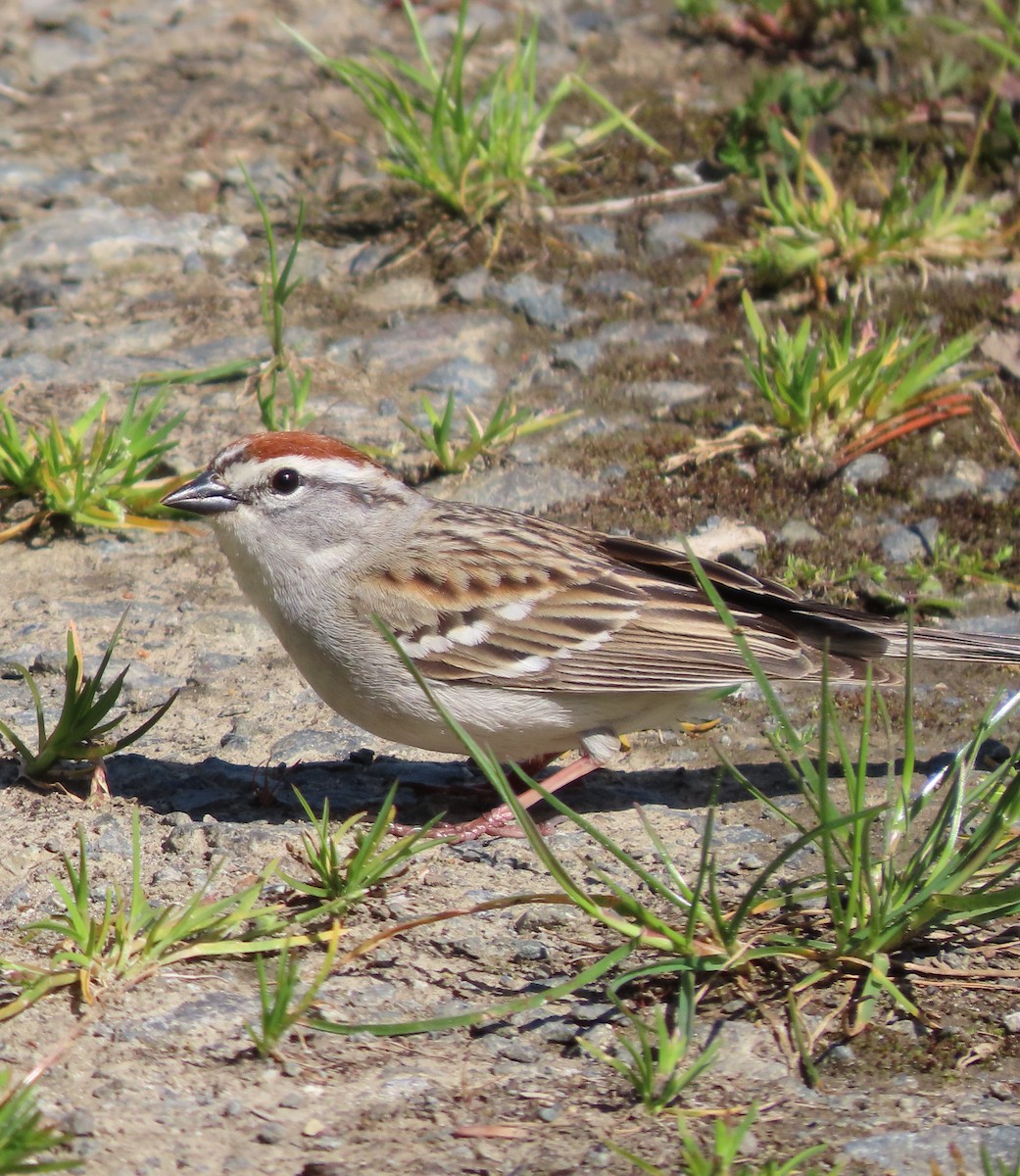 Chipping Sparrow - ML446050791