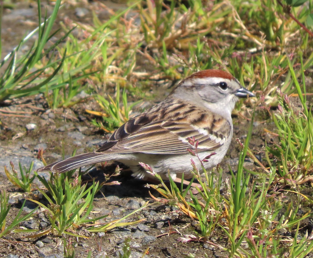 Chipping Sparrow - ML446050851