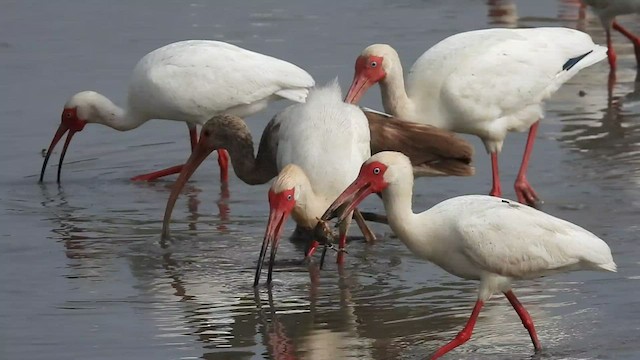 ibis bílý - ML446051211