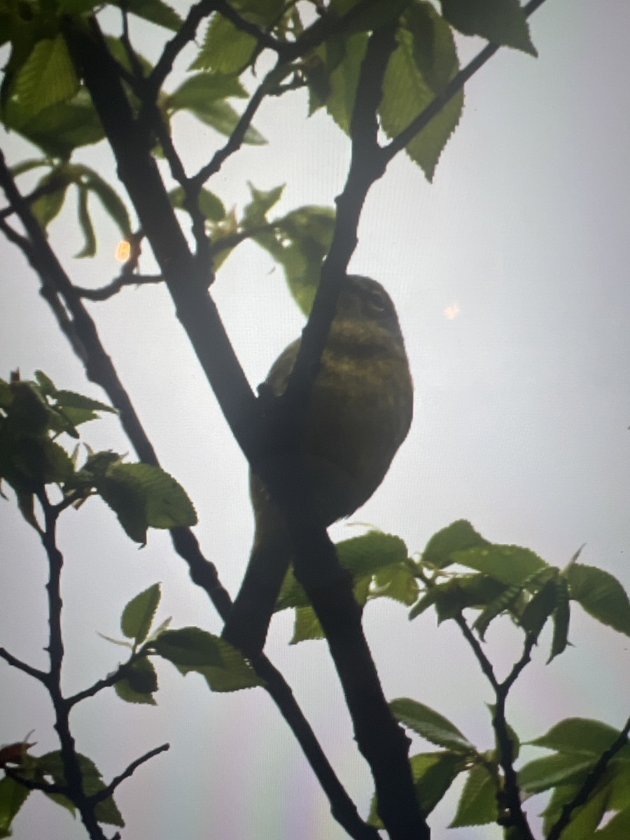 Magnolia Warbler - Kimberly Hill Grundman