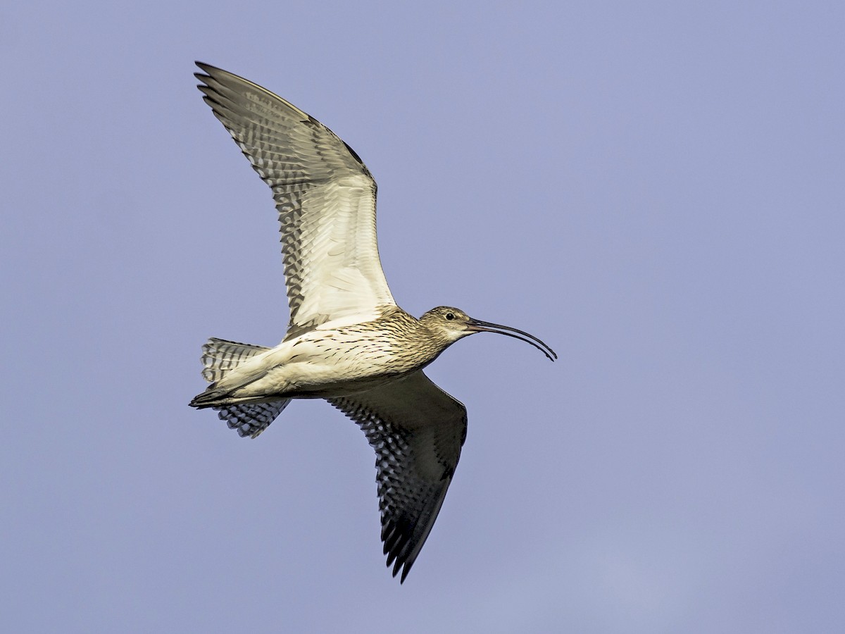 Eurasian Curlew