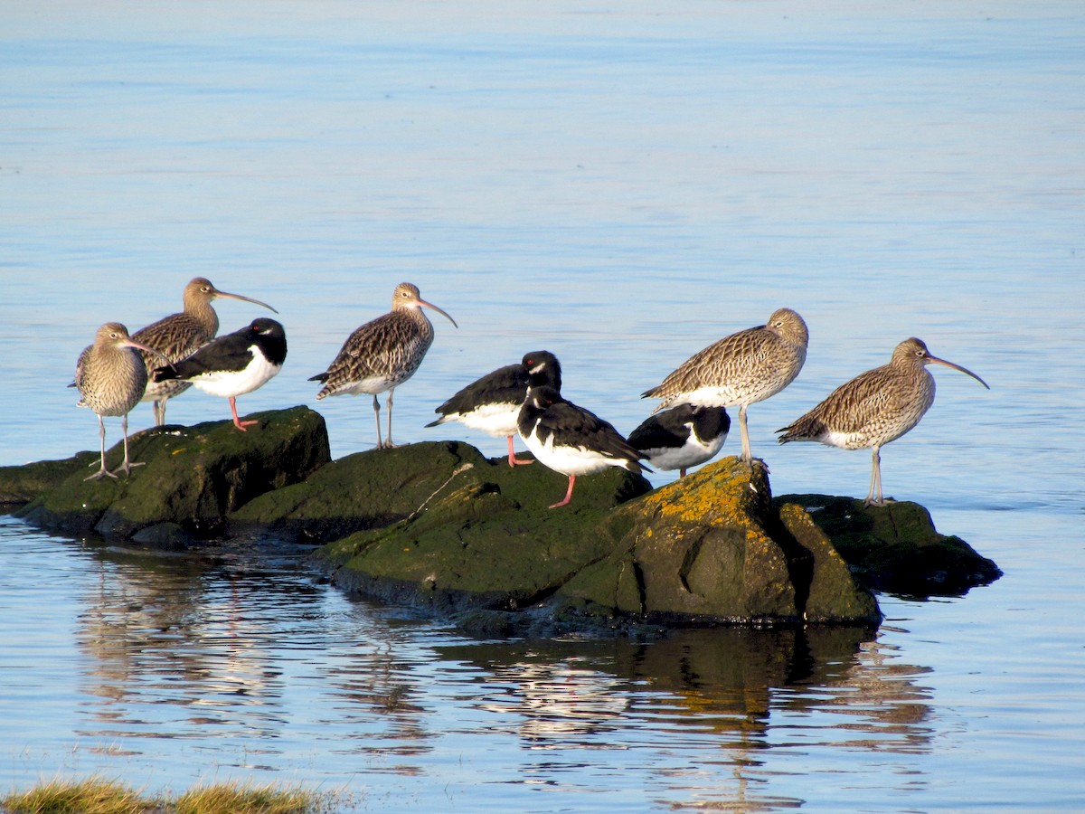 (with Eurasian Oystercatcher)