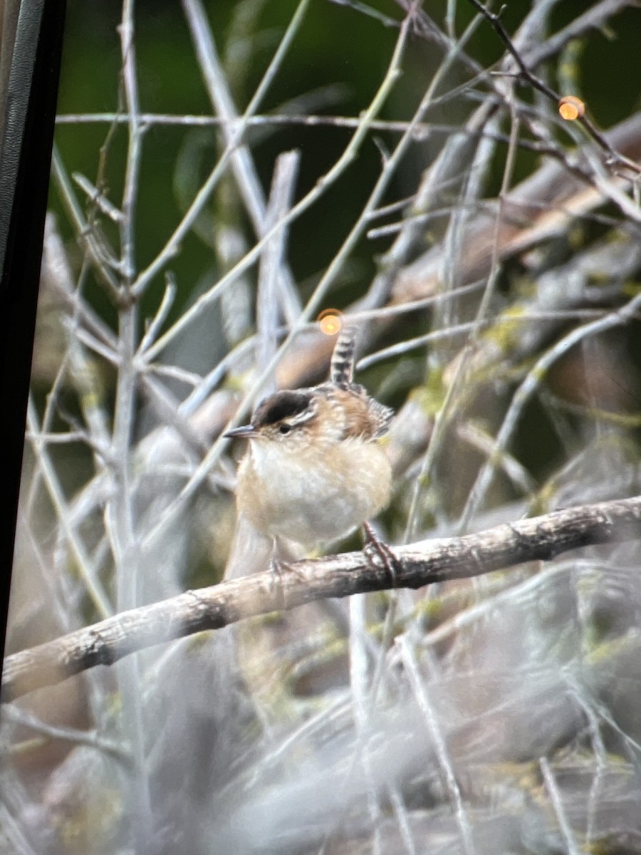 Marsh Wren - ML446053501