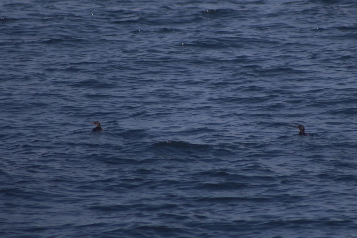 Rhinoceros Auklet - ML446053841