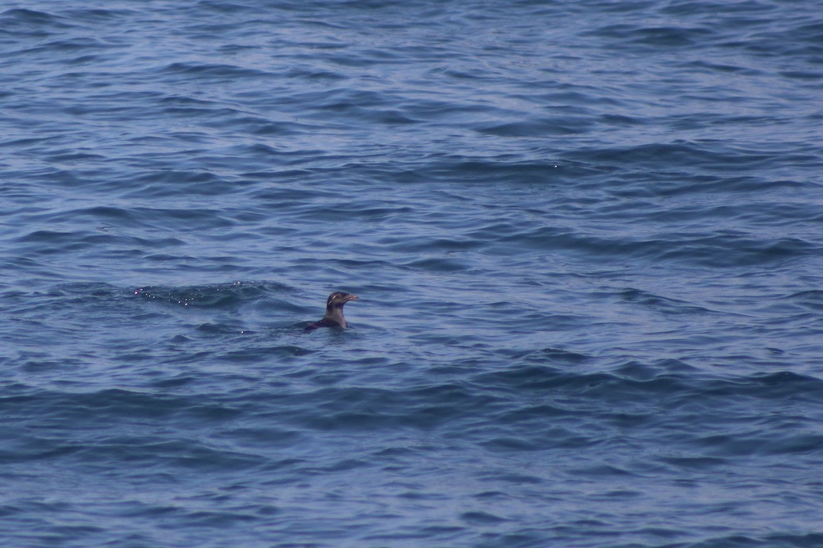 Rhinoceros Auklet - ML446053851