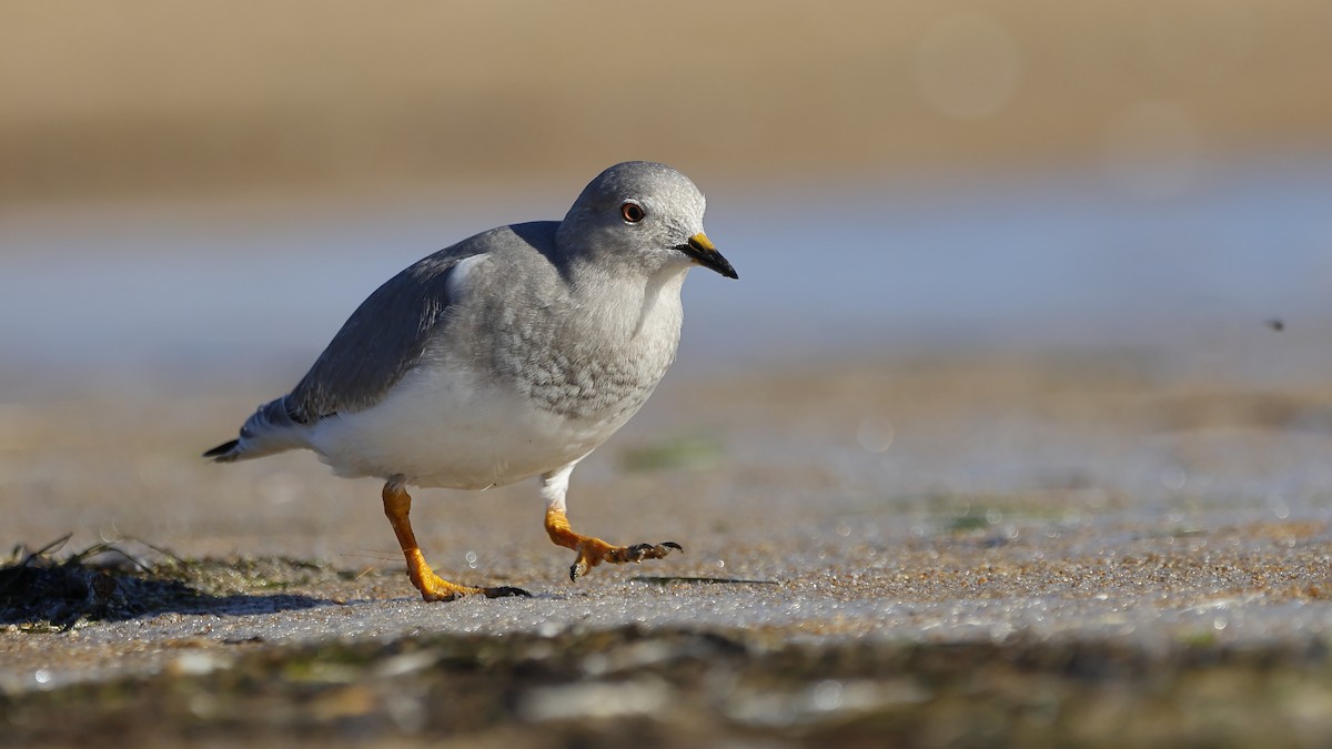 Magellanic Plover - ML446055251