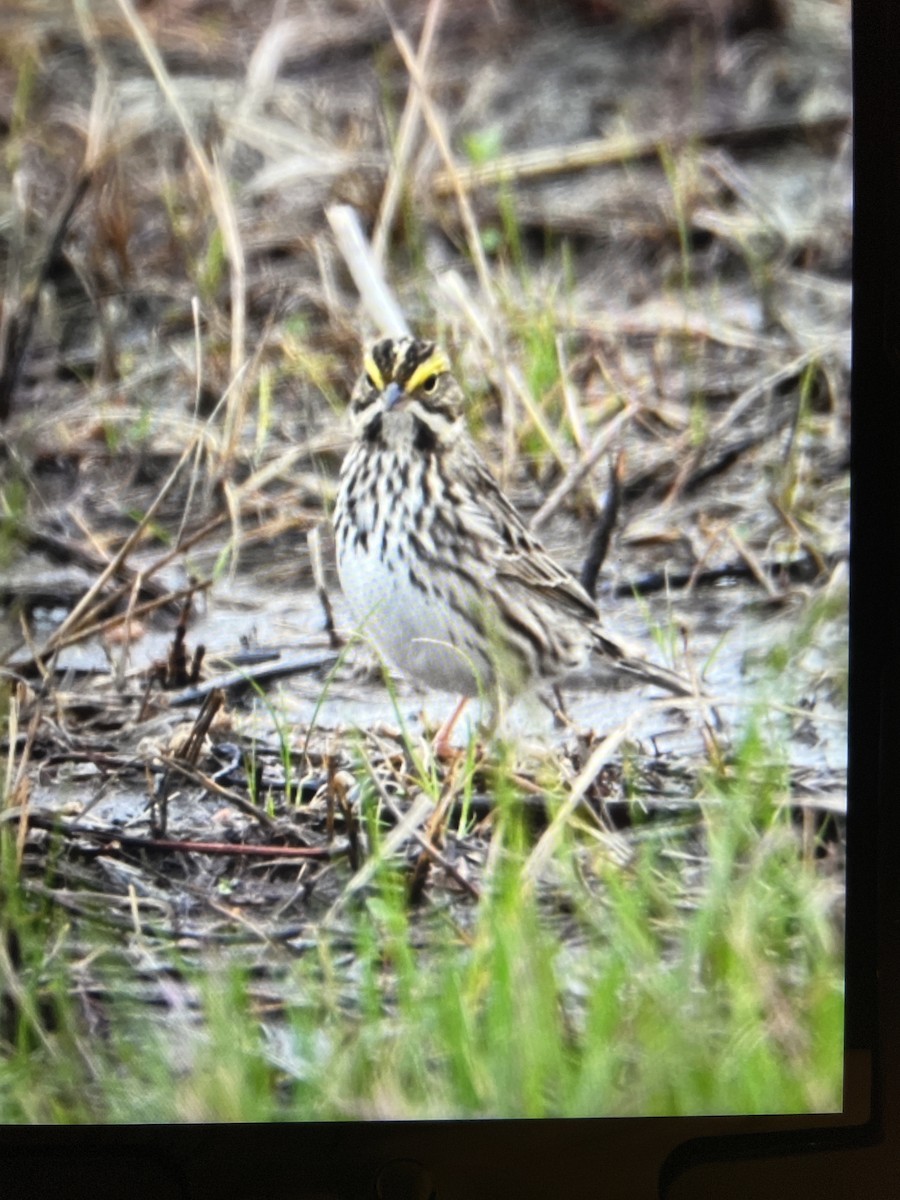 Savannah Sparrow - Kimberly Hill Grundman