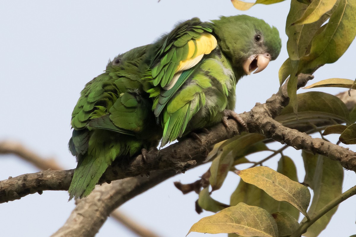 White-winged Parakeet - Steve Juhasz