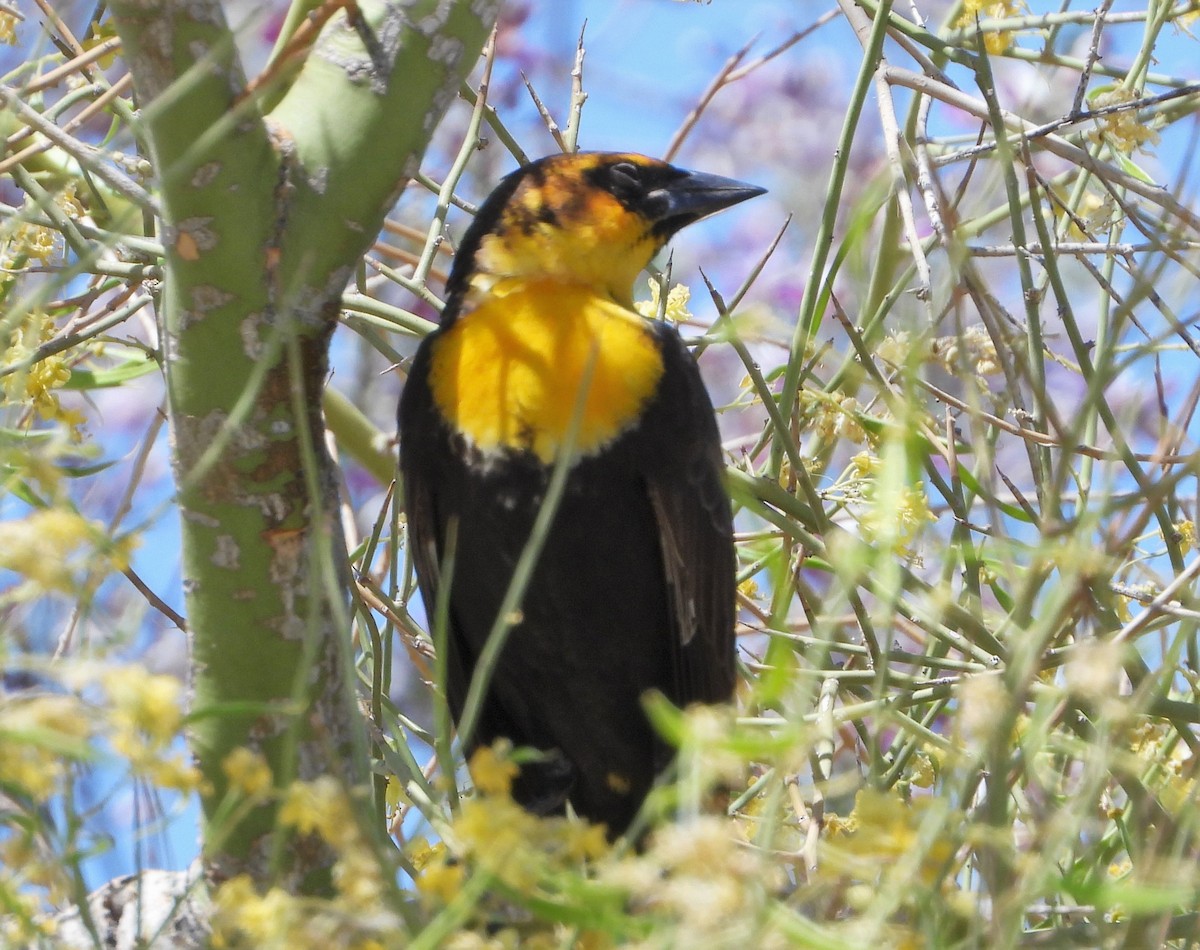 Yellow-headed Blackbird - ML446057321