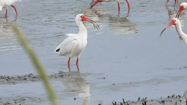White Ibis - ML446058571