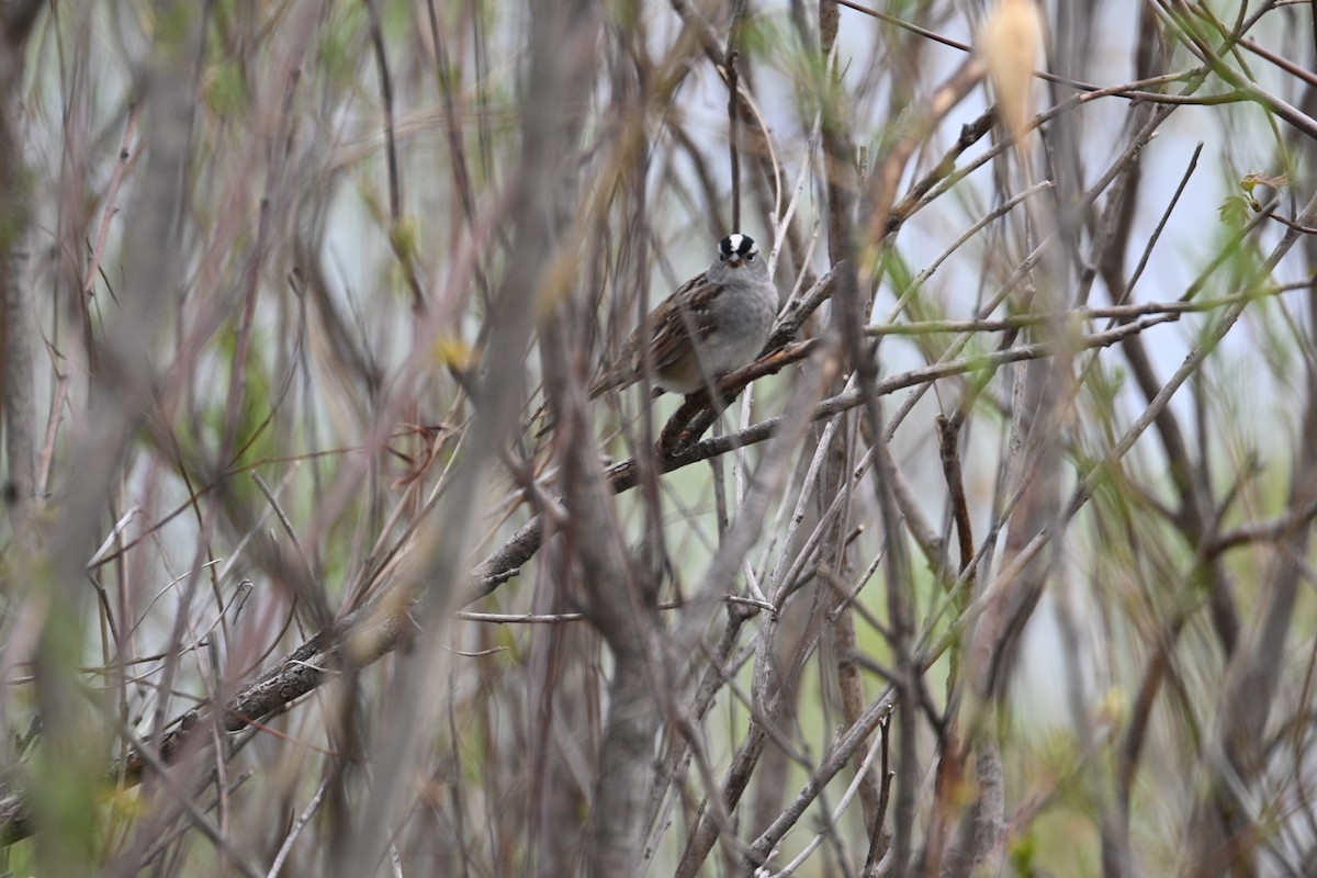 White-crowned Sparrow (Dark-lored) - Kimberly Hill Grundman