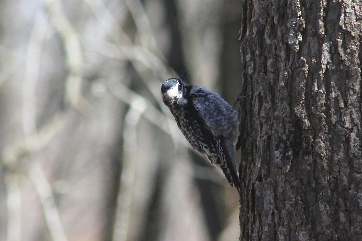 Yellow-bellied Sapsucker - ML446059721