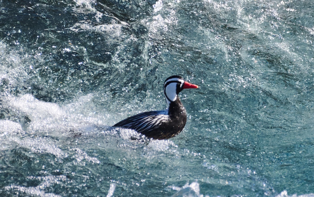 Torrent Duck - Cristian Fuentes Leon