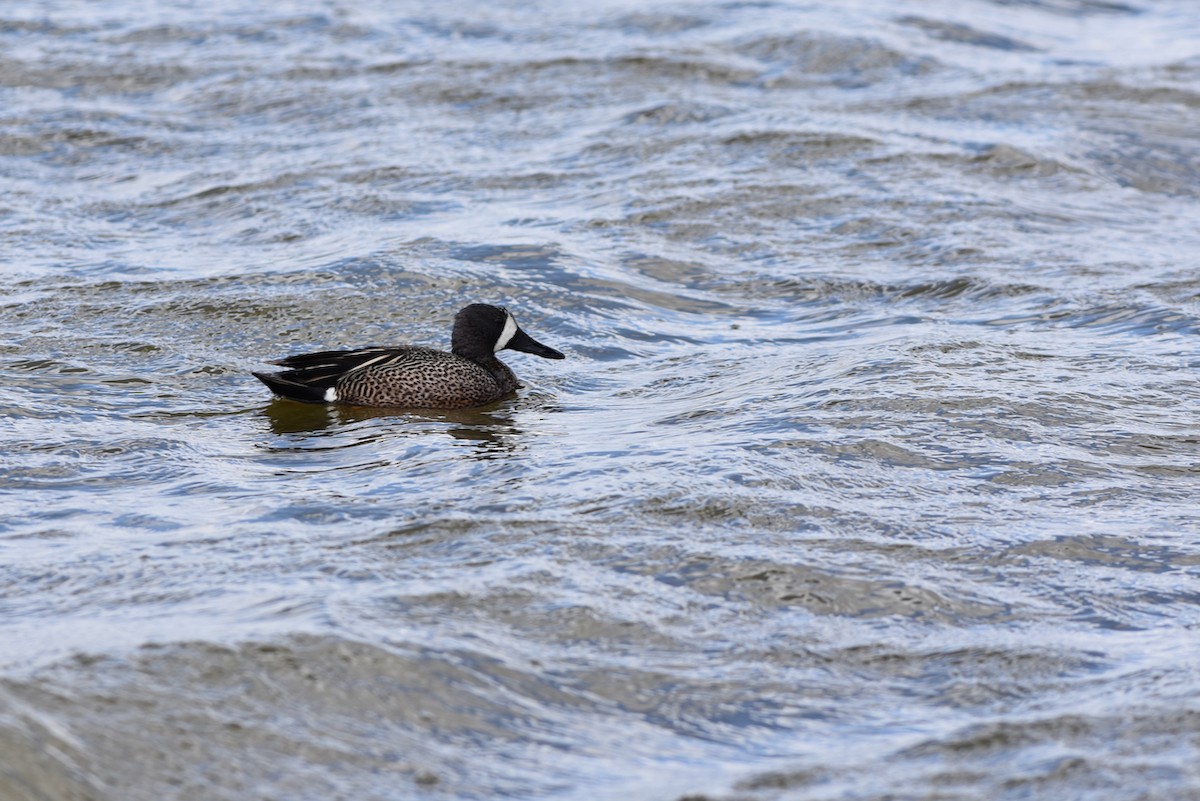Blue-winged Teal - ML446064041