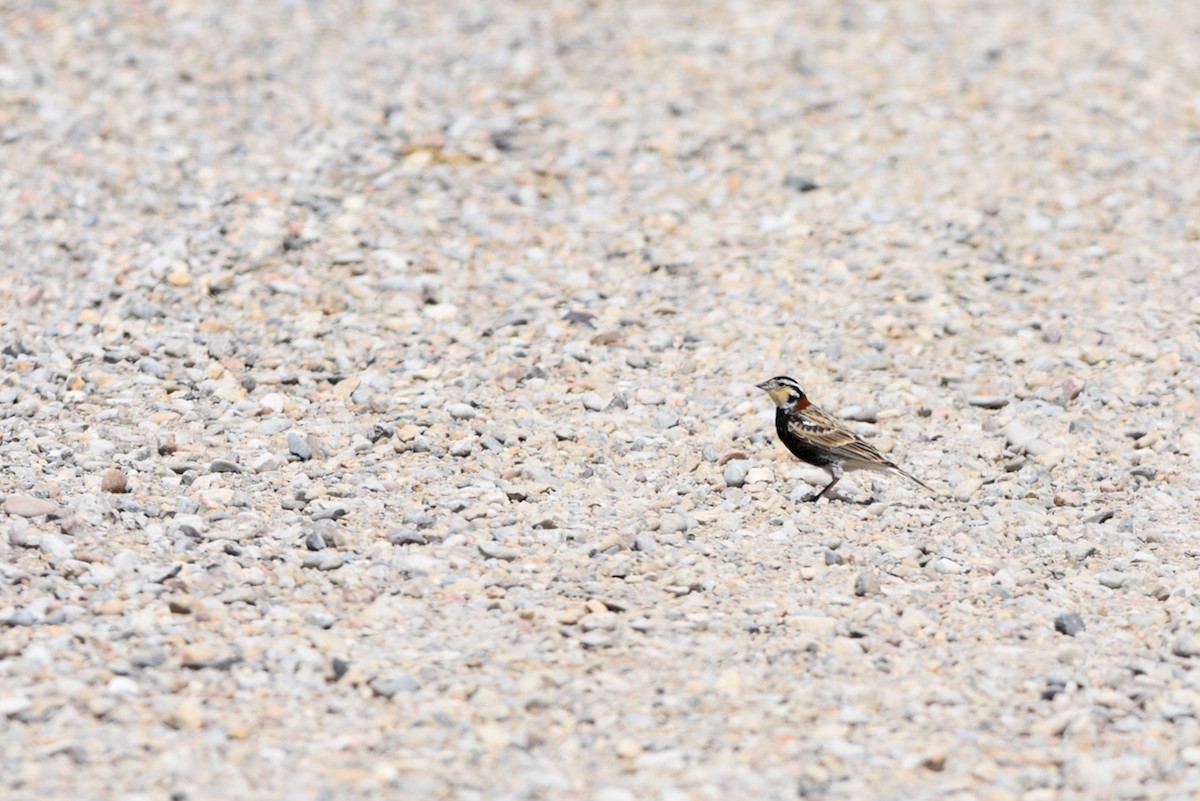 Chestnut-collared Longspur - Monika Wieland Shields