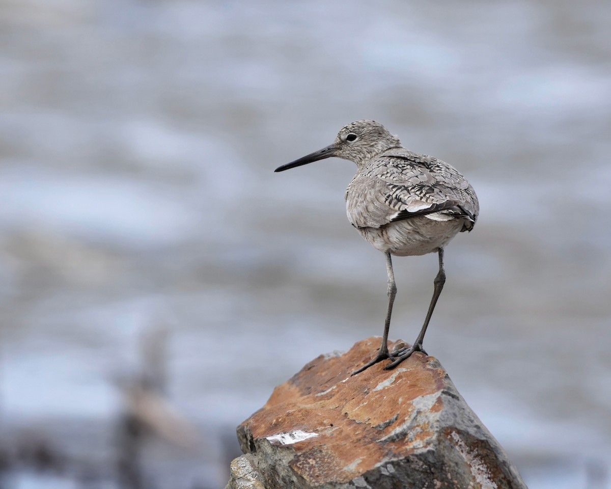 Willet - ML446064841