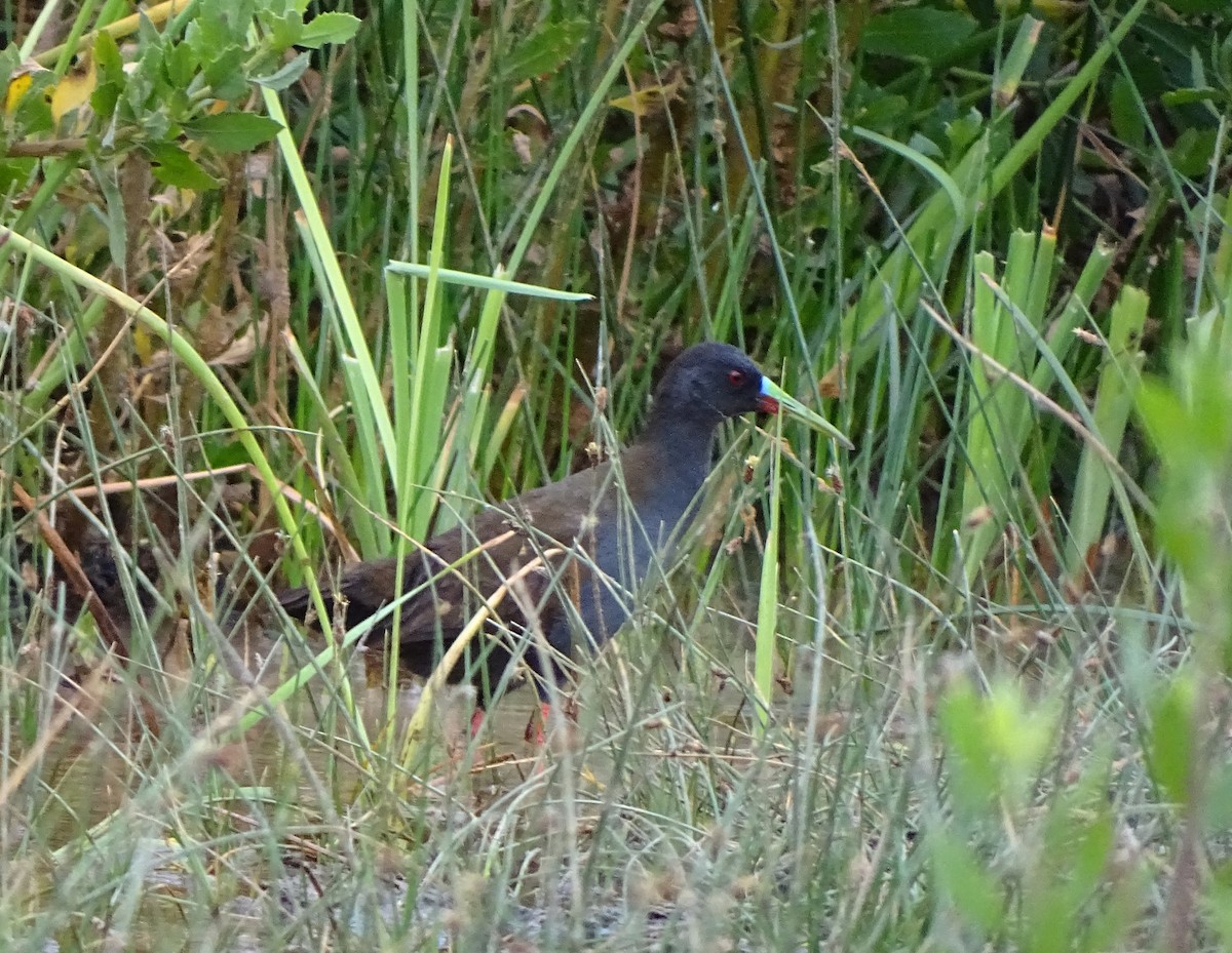 Plumbeous Rail - ML44606621