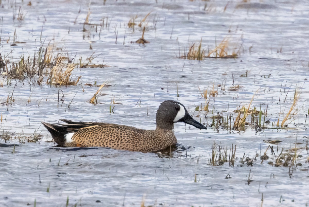 Blue-winged Teal - ML446066341