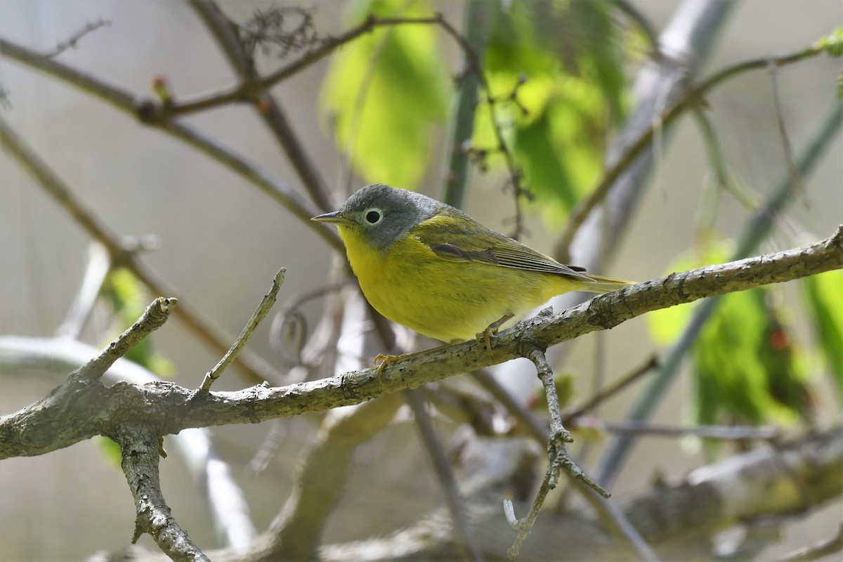 Nashville Warbler - Ted Bradford