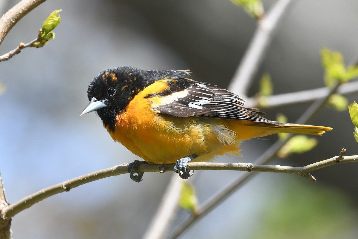 Baltimore Oriole - ML446066411