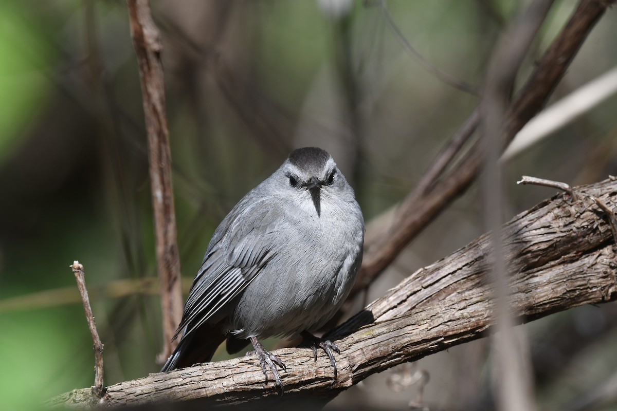 Gray Catbird - Ted Bradford