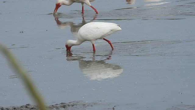 White Ibis - ML446066521