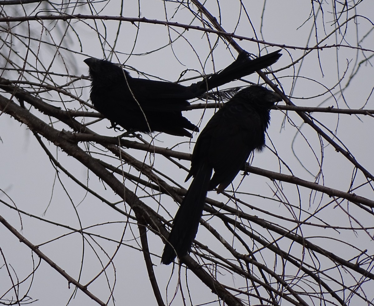 Groove-billed Ani - ML44606871