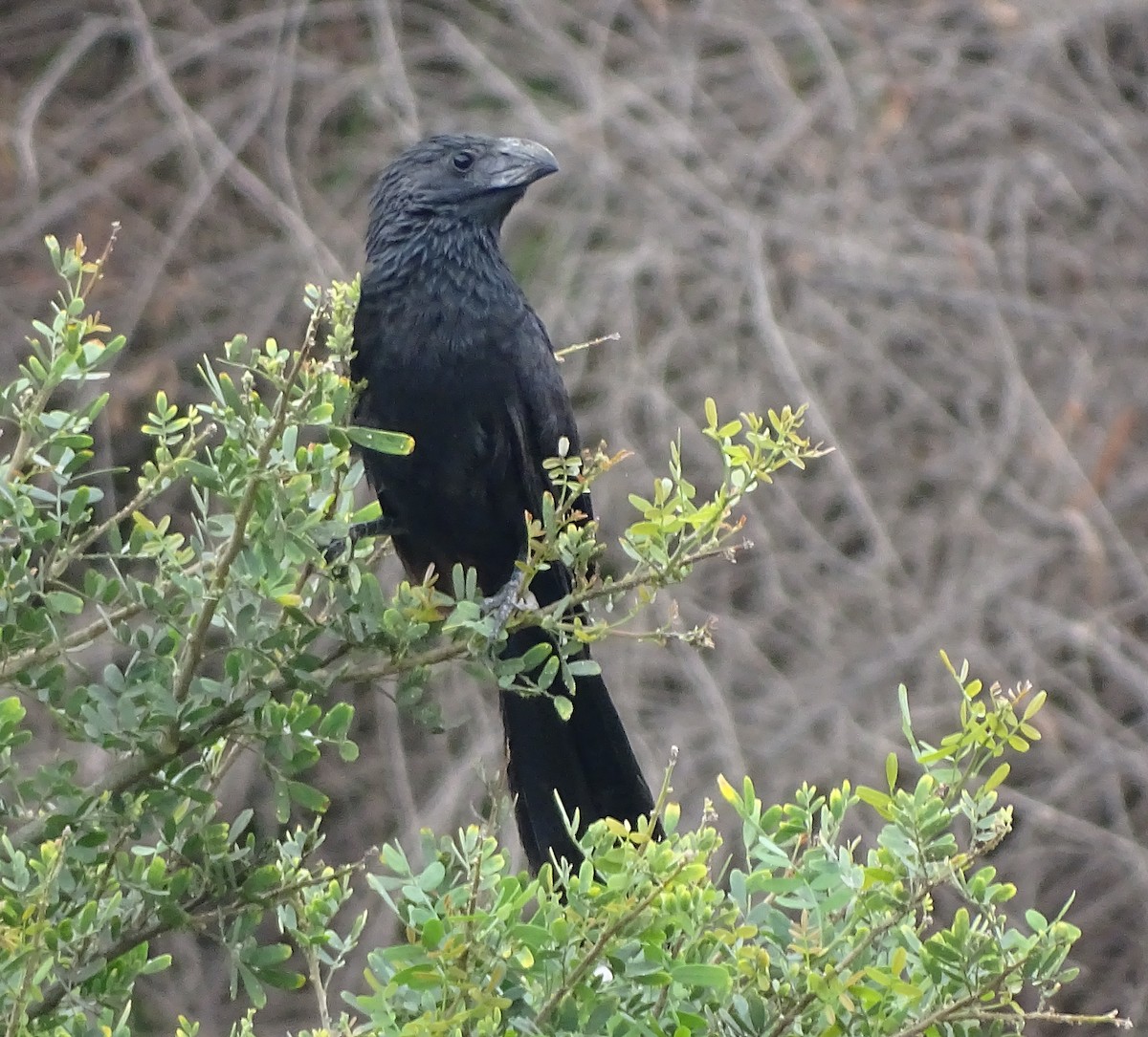 Groove-billed Ani - ML44606921